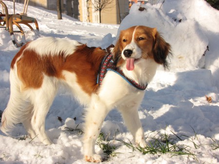 kooikerhondje